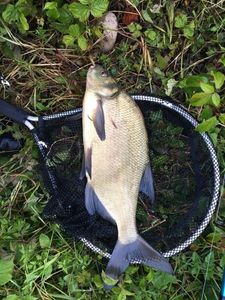 Common Bream