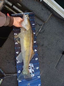 Zander