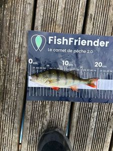 European Perch