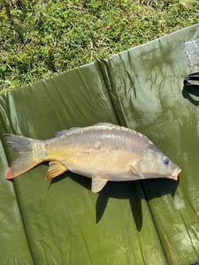 Mirror Carp