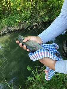 Rainbow Trout
