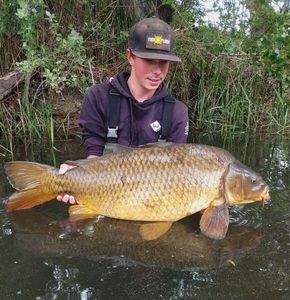 Common Carp