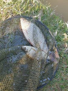 Common Bream