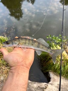 Zander