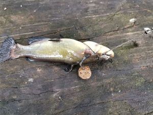 Black Bullhead