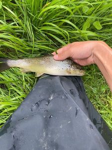 Brown Trout