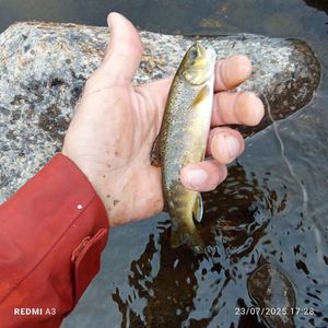 Brown Trout