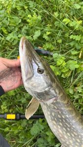 Northern Pike