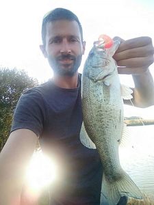 Largemouth Bass