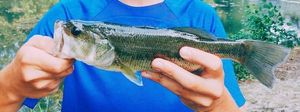 Largemouth Bass