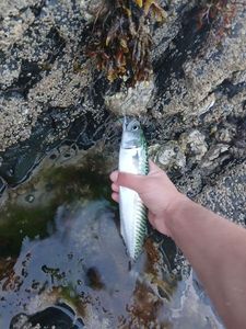 Mackerel