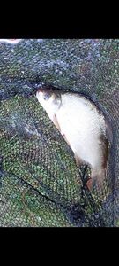 Common Bream