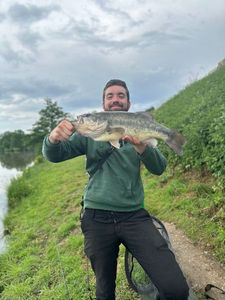 Largemouth Bass