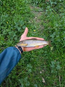 Brown Trout
