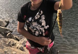European Perch