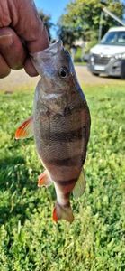 European Perch