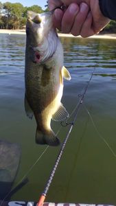 Largemouth Bass