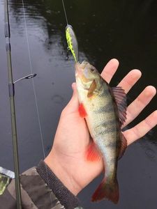 European Perch