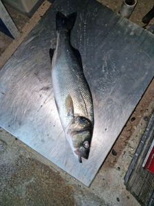 European Bass (Seabass)