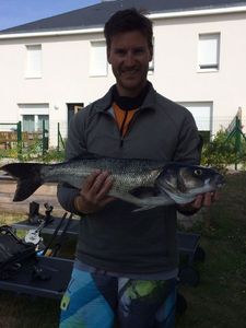 European Bass (Seabass)