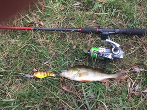 European Perch