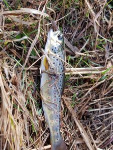 Brown Trout
