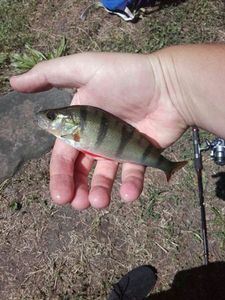 European Perch