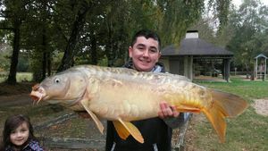 Mirror Carp