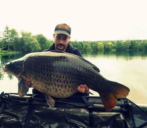 Common Carp