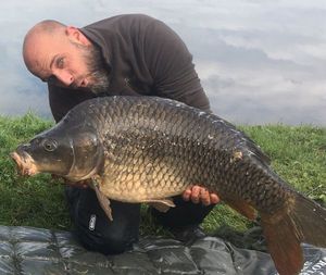Common Carp