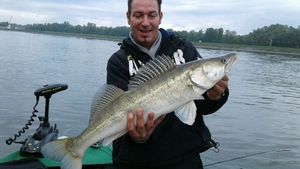 Zander