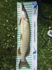 Northern Pike