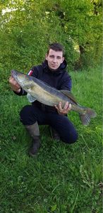 Zander