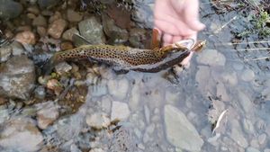 Brown Trout