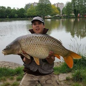 Common Carp