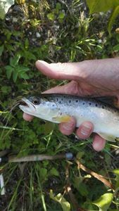 Brown Trout
