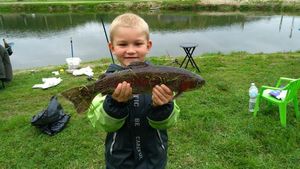 Rainbow Trout