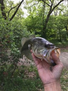 Smallmouth Bass