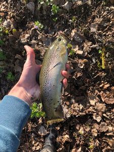 Brown Trout