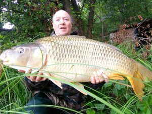 Common Carp