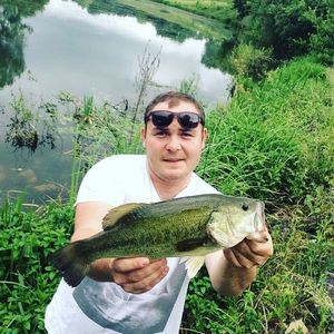 Largemouth Bass