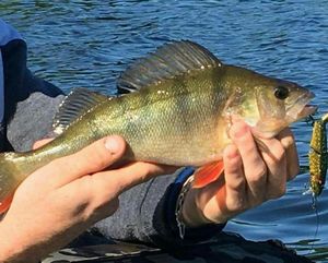 European Perch
