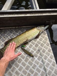 Northern Pike