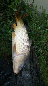 Common Carp