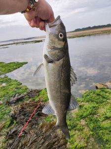 European Bass (Seabass)