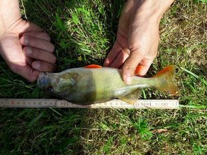 European Perch