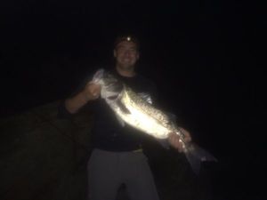 European Bass (Seabass)