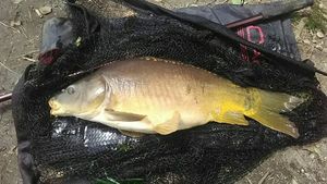 Mirror Carp