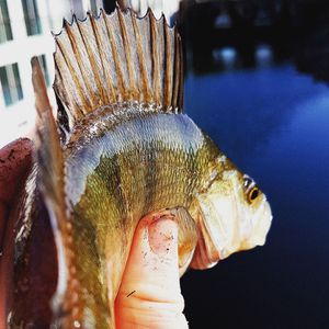 European Perch
