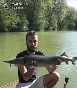 Gulf Sturgeon